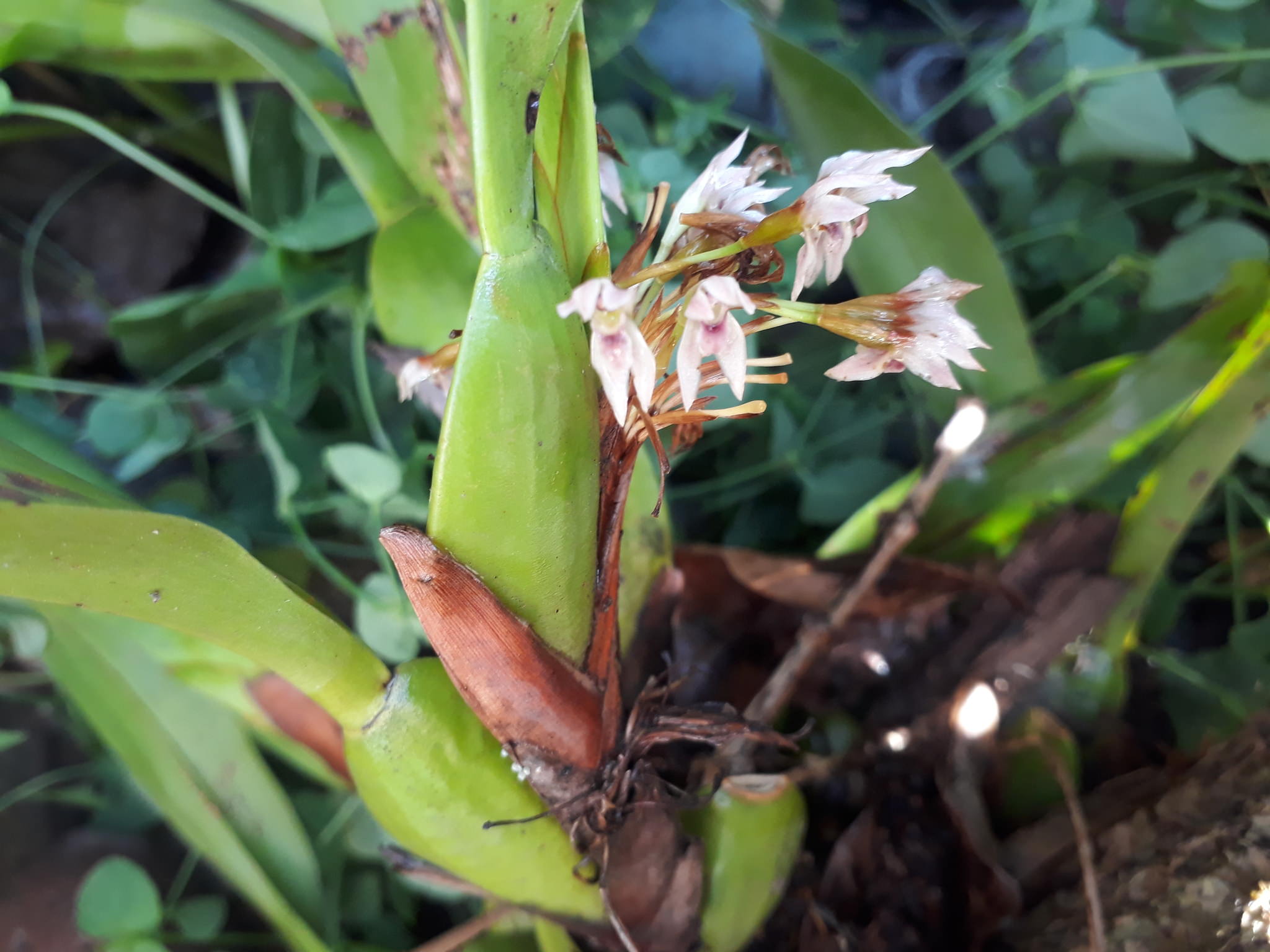 Maxillaria densa